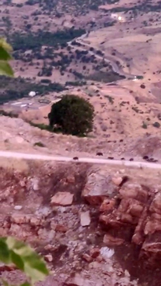 diyarbakir-da-domuz-surusu