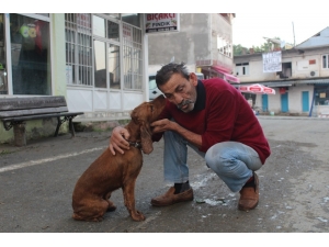 Selde Kaybolan Köpeği Yüzerek Geldi, Sevince Boğuldu