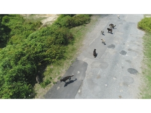 İstanbul’da Binlerce Başıboş Köpeğin Adeta İstila Ettiği Köy Havadan Görüntülendi