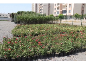 Bağlar Belediyesi’nden Organik Tarım Hamlesi