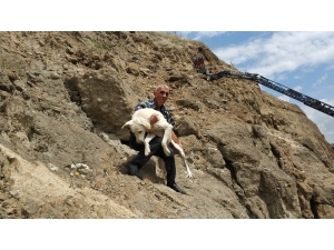 Uçurumda Köpek Kurtarma Operasyonu