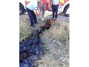 Asfalta Yapışan Keçiyi Kurtarma Operasyonu