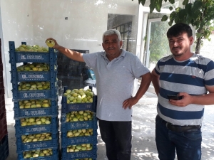 İncirde 5 Bin Ton Rekolte Bekleniyor