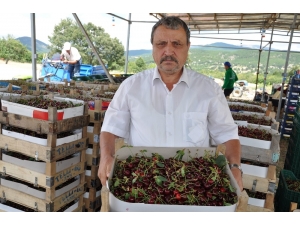 Simavlı Vişne Üreticisi Dertli