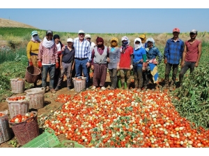 Salçalık Domateste Üretim Arttı