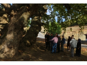 Tarihi Çınarlar Tescilleniyor