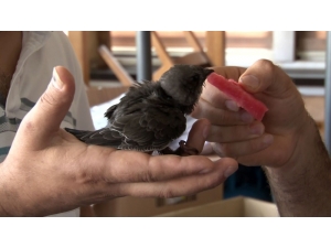 Beyoğlu’nda Sokakta ‘Ebabil Kuşu’ Bulundu