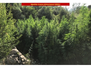 Diyarbakır’da 1 Milyon 378 Bin 700 Kök Kenevir Bitkisi Ele Geçirildi