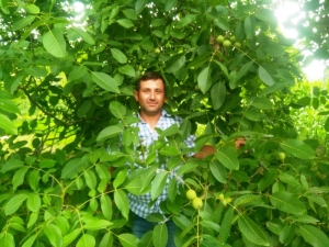 Ziraat Odası Başkanı Çalışkan: Çiftçilerimiz Ceviz Yetiştiriciliğine Yönelmeli