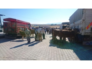 Aslanapa’ya Canlı Hayvan Pazarı