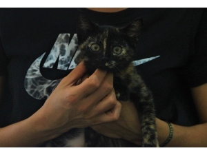 Pet Hayvanlarında Kene Riskine Dikkat