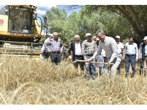 Mamak’ta Hasat Zamanı