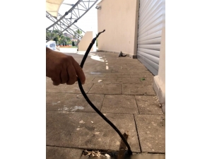 Açıkta Kalan Elektrik Kabloları Tehlike Saçıyor