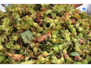 Fındığın Maliyeti 15 Tl Olarak Belirlendi