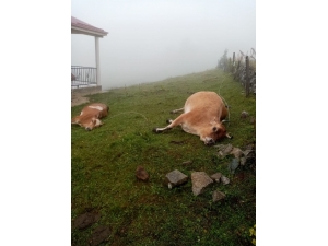 Yaylada Elektrik Akımına Kapılan 2 İnek Telef Oldu