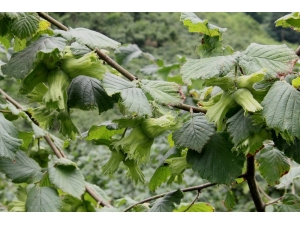 Örnek Bahçelerde Fındık Bolluğu