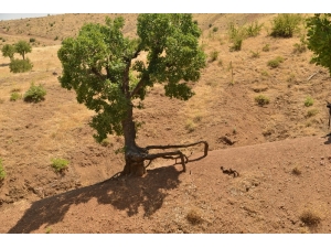Meşe Ağaçları Koruma Altına Alınıyor