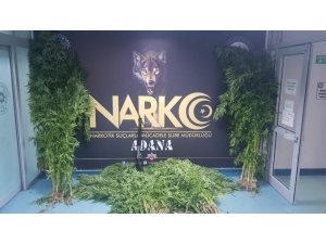 Bu Da Kenevir Serası