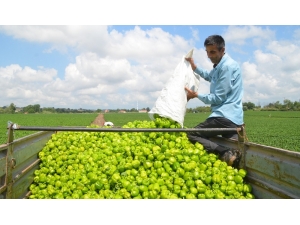 Bafra Ovası’nda Biber Hasadı