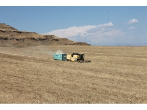 Siirt’te Yüzde 70 Verimi Artan Buğday, Çiftçinin Yüzünü Güldürdü