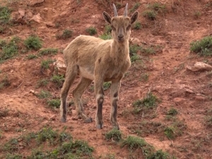Dağ Keçileri Pülümür Çayında Serinledi