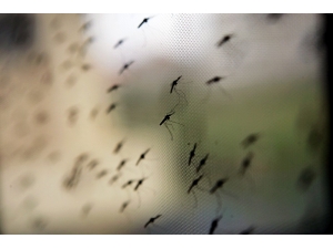 Genetik Yapı Değişikliğine Uğrayan Sıtma Yayılıyor