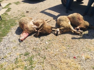 Haymana’da Kurtlar Sürüye Saldırdı