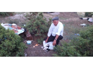 Köpek Yavrularını Çuvala Koyup Ölüme Terk Ettiler