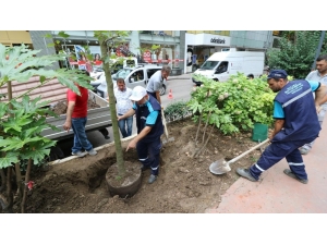 İzmit Yürüyüş Yoluna Yeni Çınar Ağacı