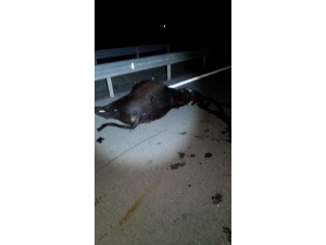 Otomobilin Çarptığı Manda Telef Oldu