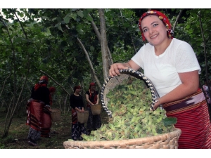 Fındık Üreticisi Hasat Öncesi Fiyat Açıklanmasını Bekliyor