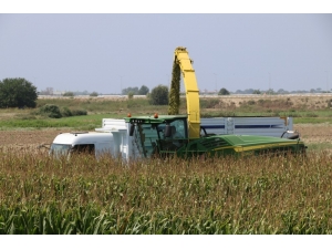 Antalya’da Sılajlık Mısırın Tonu 200 Tl