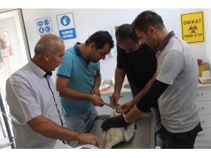 Elektrik Çarpması Sonucu Yaralanan Leylek Sağlığına Kavuştu