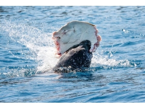 Akdeniz Foku, Vatozu Böyle Yedi
