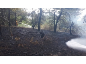 Ormanlık Alanda Çıkan Yangında 5 Dönümlük Alan Zarar Gördü