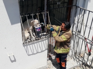 Pencere Parmaklıklarına Sıkışan Köpek, Güneşin Altında 2 Gün Boyunca Aç Susuz Kaldı