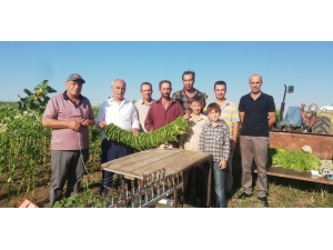 Bafralı Tütün Üreticileri Destek Bekliyor