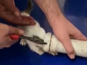 Kafası Su Borusuna Sıkışan Yavru Kediyi İtfaiye Kurtardı