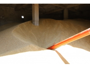 Aşırı Yağışlar Çiftçinin Beklentisini Karşılayamadı