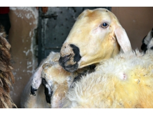 Ortadoğu’ya Canlı Hayvan İhracatı Kurbanlık Fiyatlarını Yükseltti