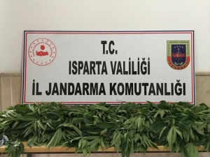 Isparta’da 158 Kök Hint Keneviri Ele Geçirildi