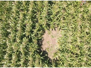 Mısır Tarlasındaki Kenevirleri Drone Yakaladı