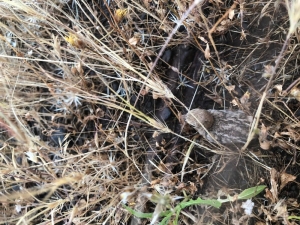 Anadolu’nun Bozkırları Keşfediliyor