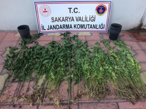 Sakarya’da Jandarma Ekipleri İlçelerde Uyuşturucuya Geçit Vermedi