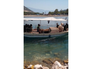 Demre’de Kurbanlıklar Tekne İle Taşındı