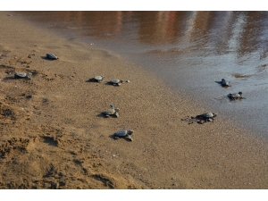 Yavru Carettalar Denizle Buluşuyor