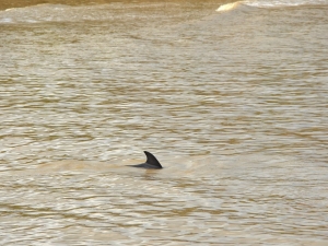 Alaplı Çayı’nda İlk Kez Yunus Balığı Görüldü