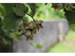 Giresun’da Üretici 3 Ağustos’ta Bahçeye Girecek