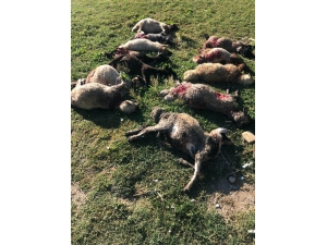 Sokak Köpekleri 12 Koyunu Telef Etti