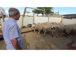 Hırsızlar, Kurbanlık 65 Küçükbaş Hayvanın Arasından Seçtiği 40 Koçu Çaldı